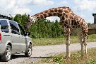Giraffe Thumbnail Size